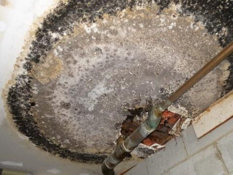 A basement ceiling with a large oval water stain spreading out from a copper pipe penetration, dark growth concentrated around the edge of the stain