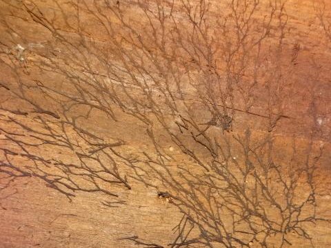 Dark branching fungal filaments spreading across a damp wooden surface in a fine root-like network